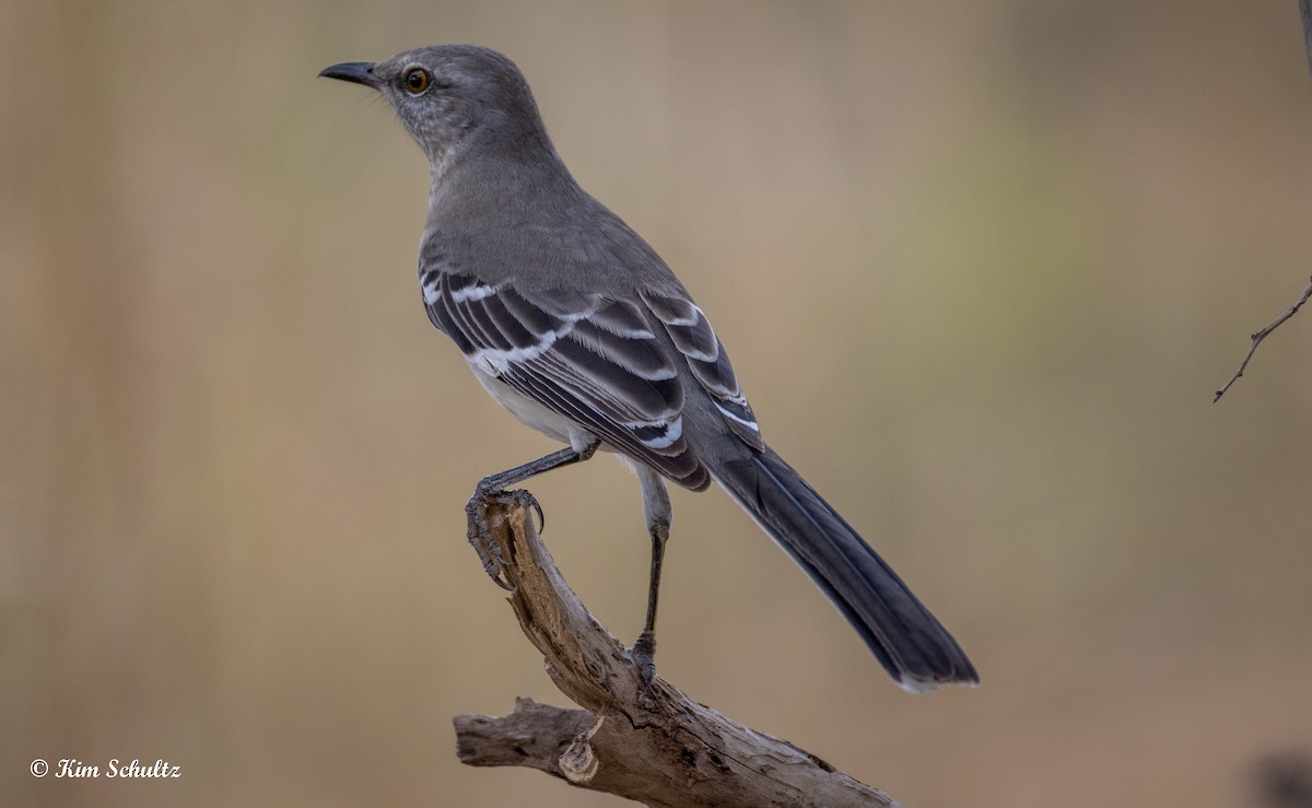 Northern Mockingbird - ML644631786