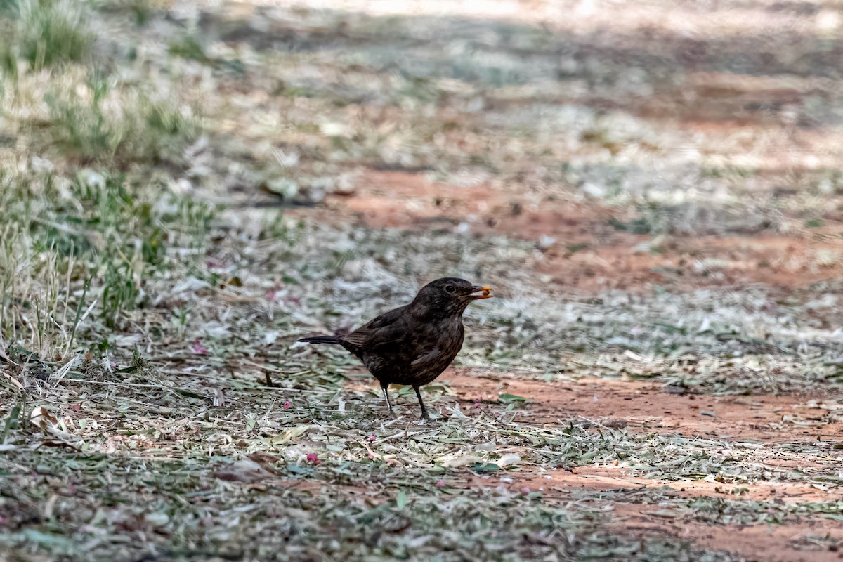 Хар хөөндэй - ML644631791