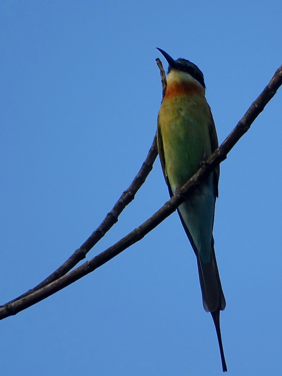 Abejaruco Coliazul - ML644631794