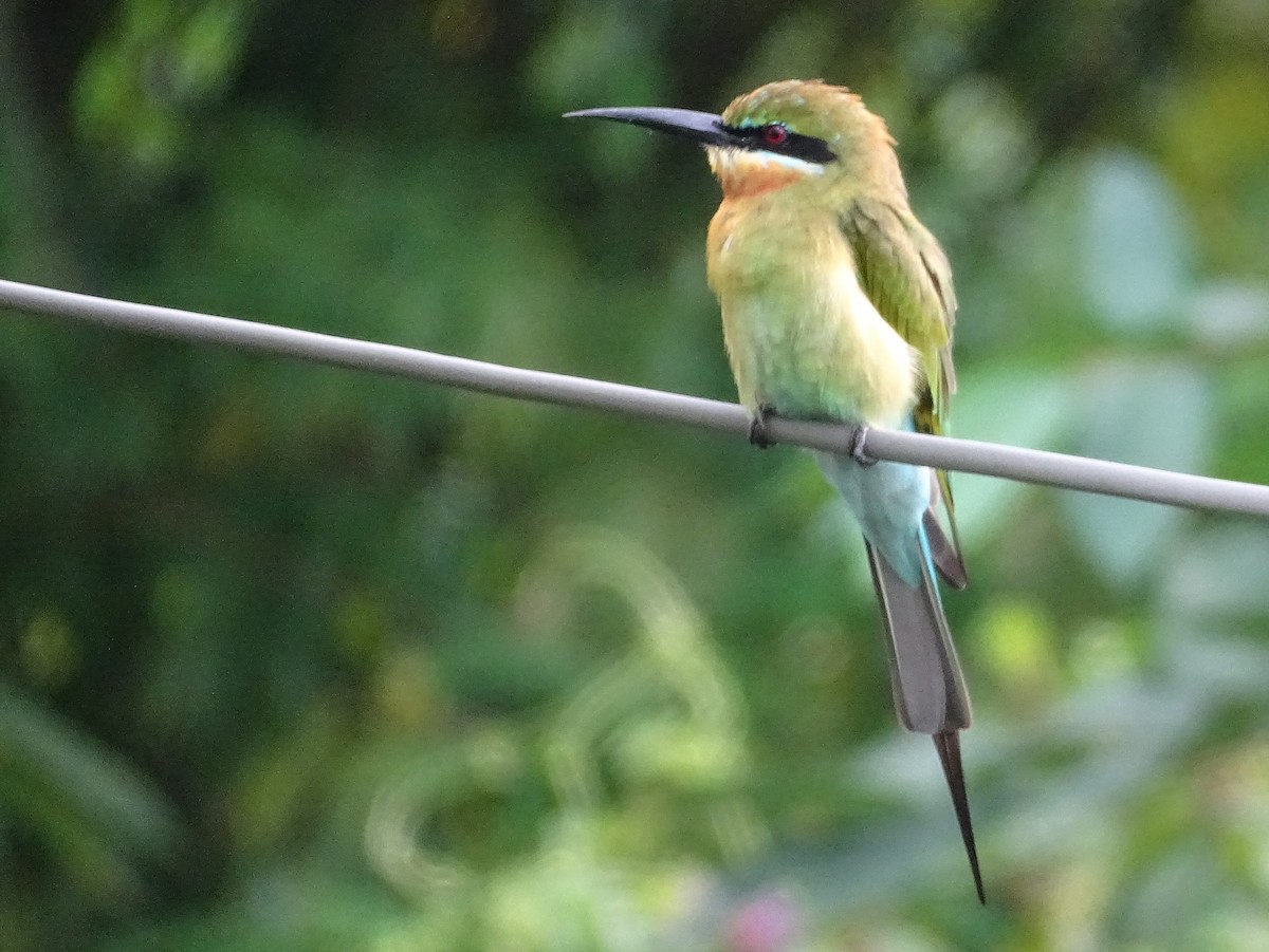 Abejaruco Coliazul - ML644631795