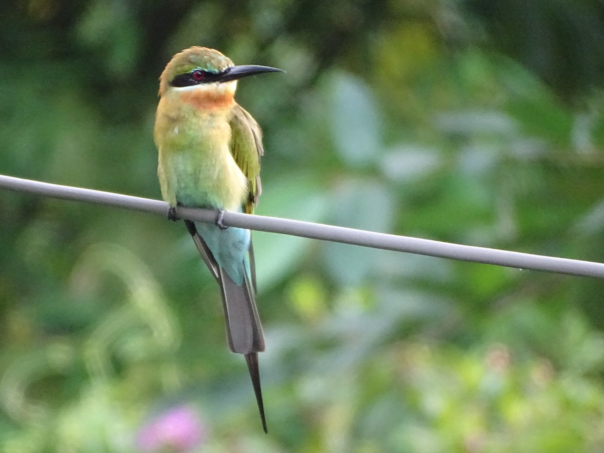 Abejaruco Coliazul - ML644631796