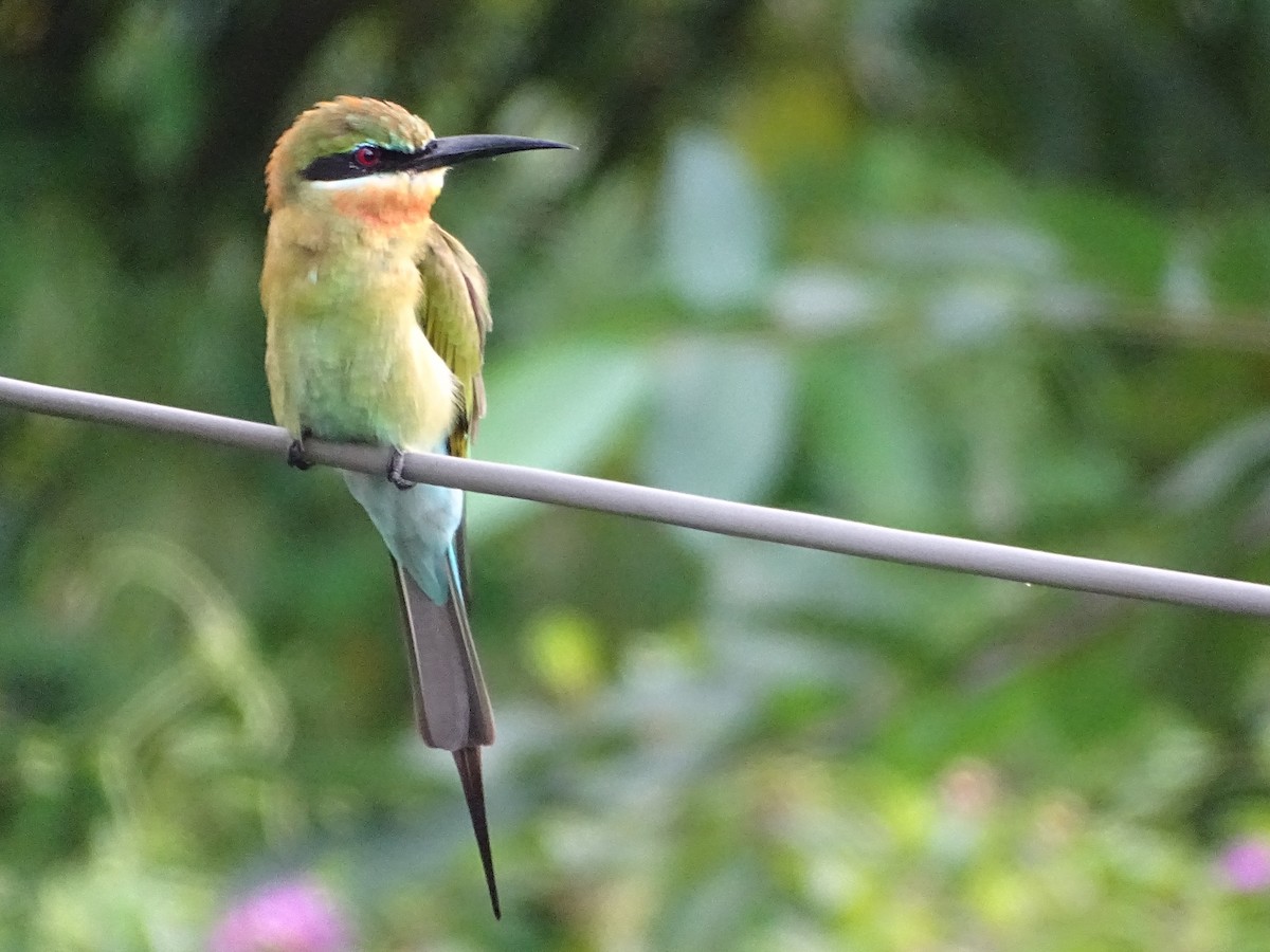 Abejaruco Coliazul - ML644631797