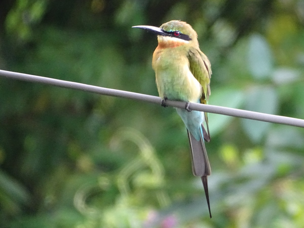 Abejaruco Coliazul - ML644631798