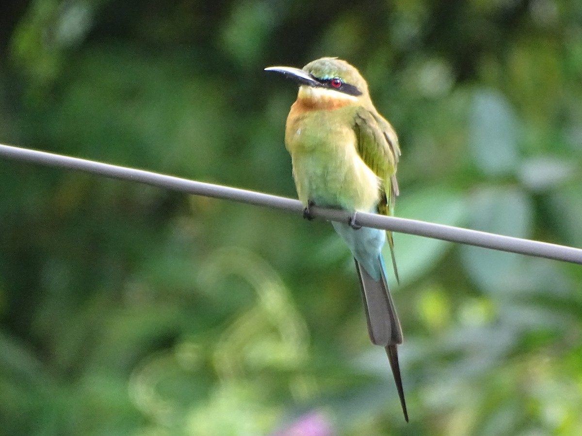 Abejaruco Coliazul - ML644631799
