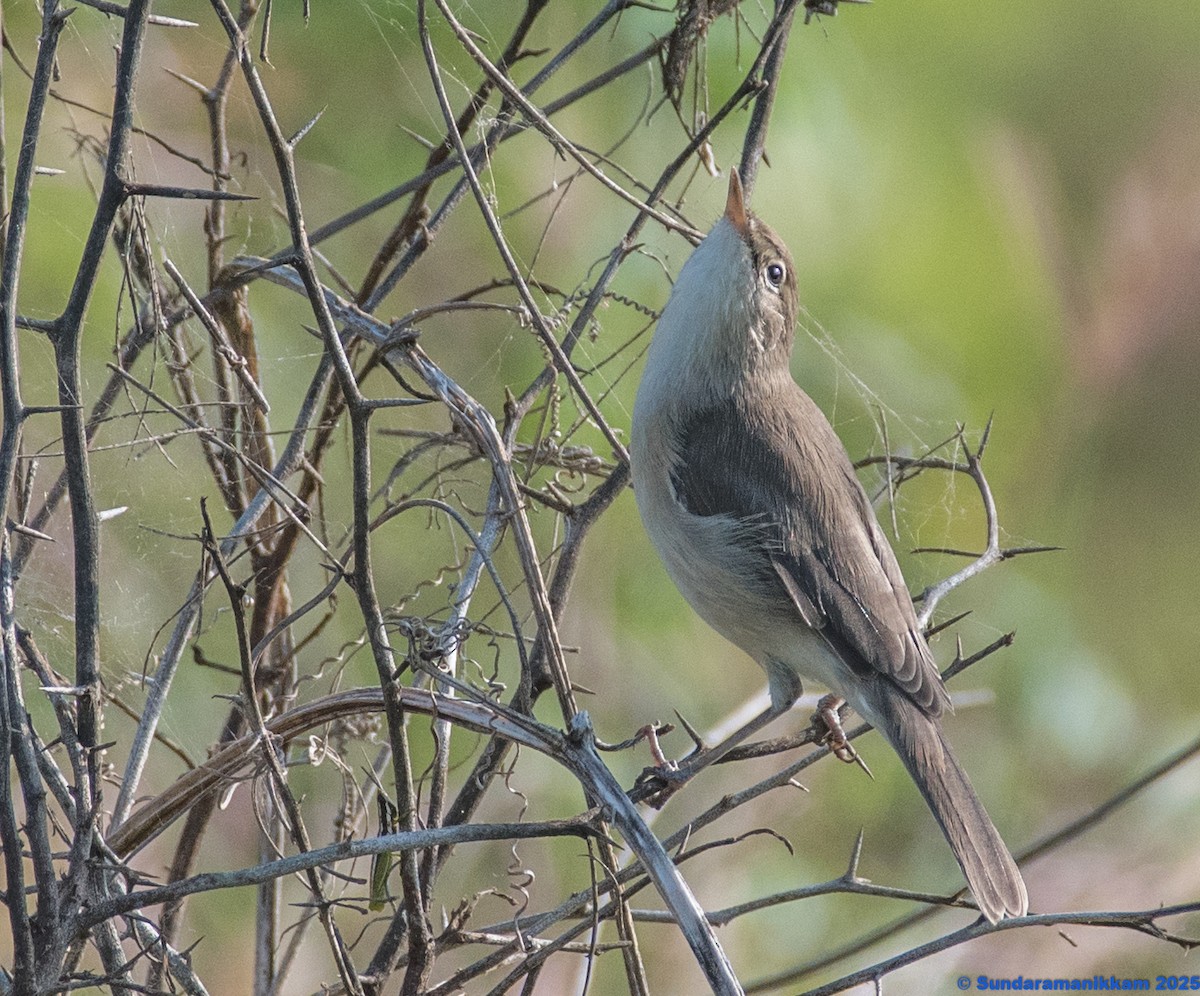 Buschspötter - ML644631801