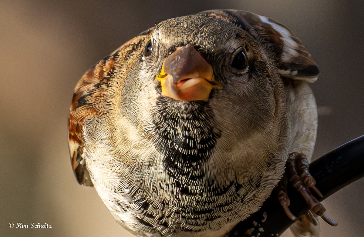 Gorrión Común - ML644631802