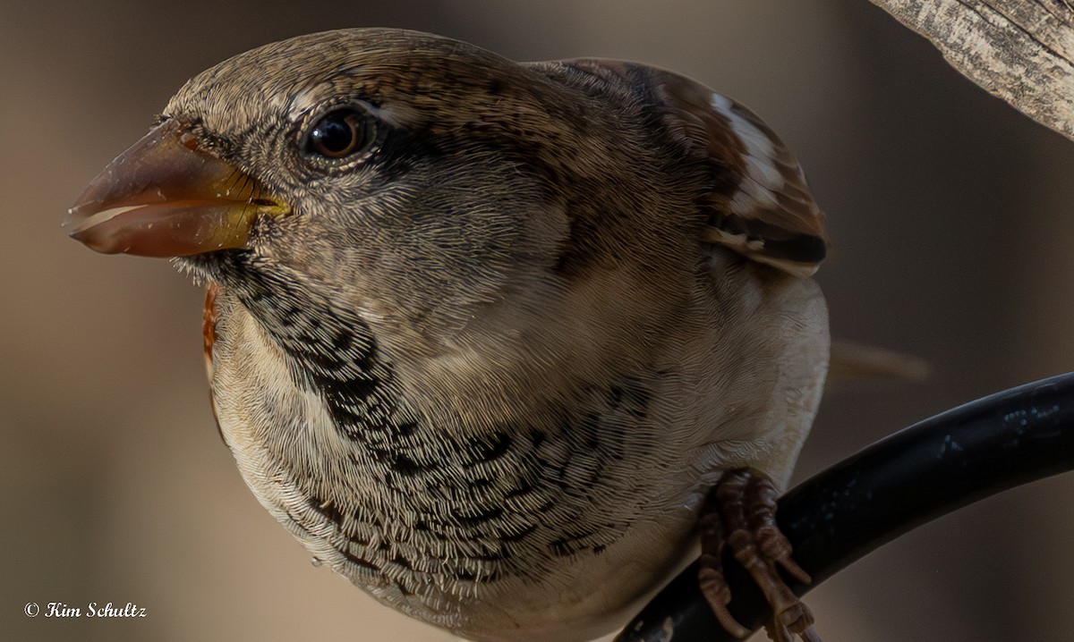 Gorrión Común - ML644631803