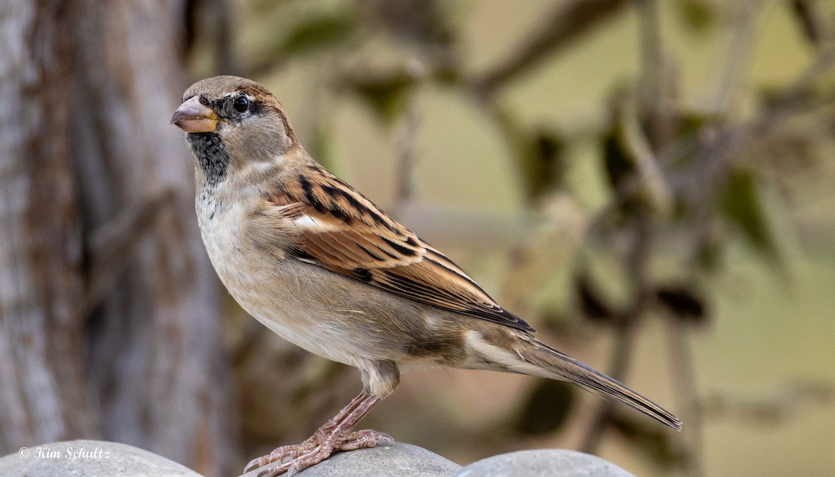 Gorrión Común - ML644631804