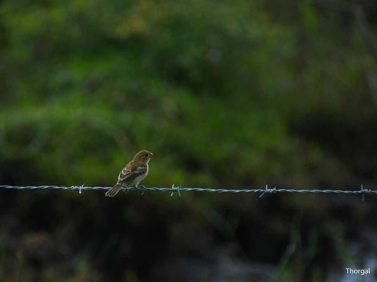 Semillero Pechirrufo - ML644631807