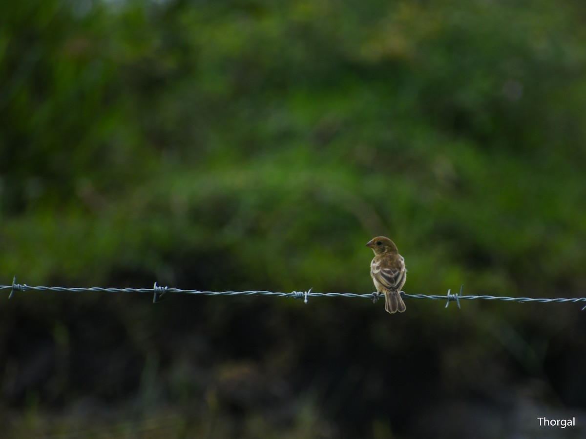 Semillero Pechirrufo - ML644631808
