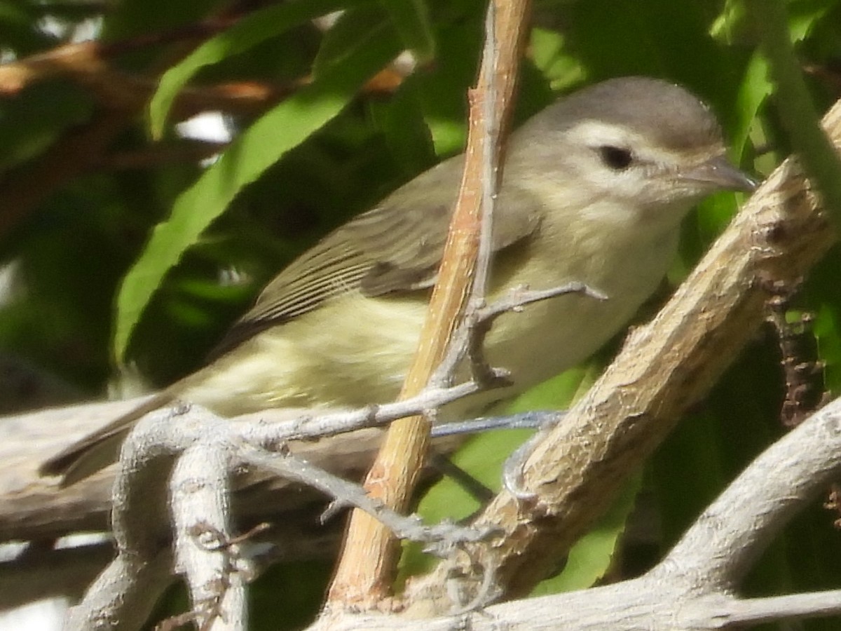 Vireo Gorjeador Occidental - ML644631809
