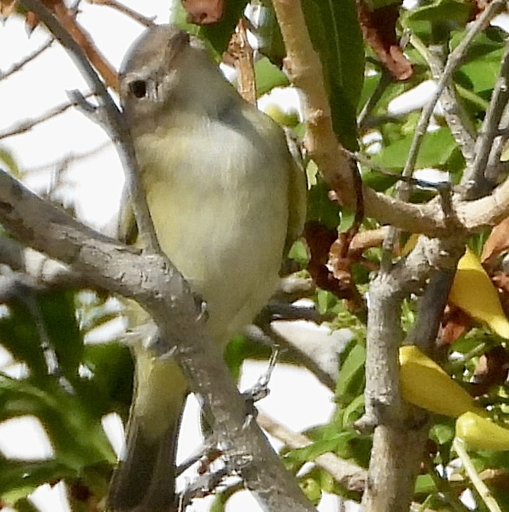 Vireo Gorjeador Occidental - ML644631810