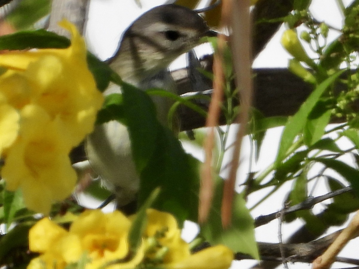 Vireo Gorjeador Occidental - ML644631811