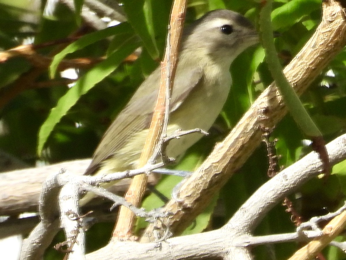 Vireo Gorjeador Occidental - ML644631812