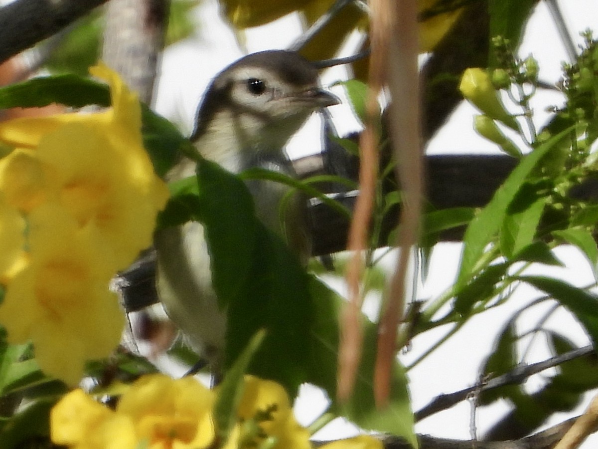 Vireo Gorjeador Occidental - ML644631813