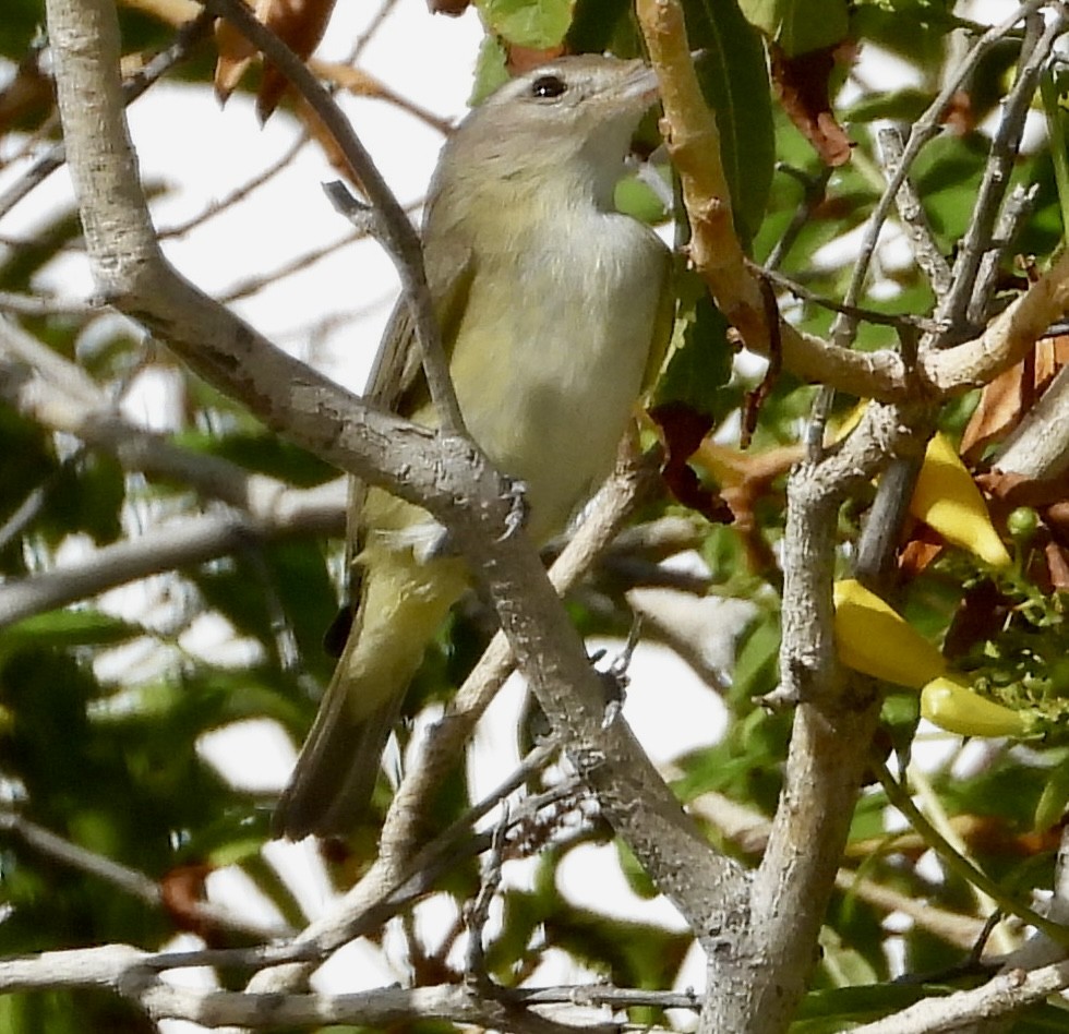 Vireo Gorjeador Occidental - ML644631814