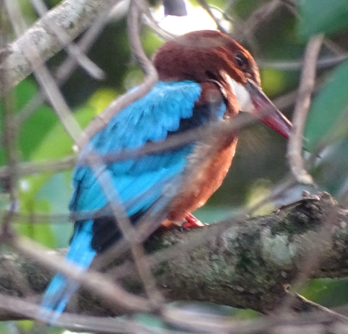 Alción de Esmirna - ML644631816