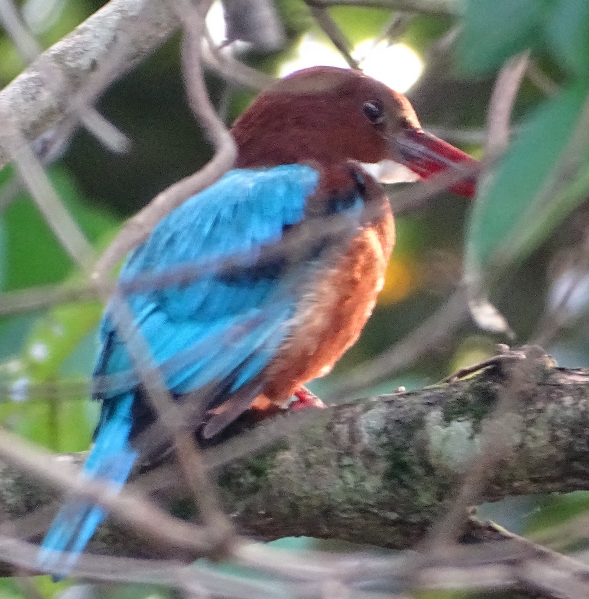 Alción de Esmirna - ML644631817