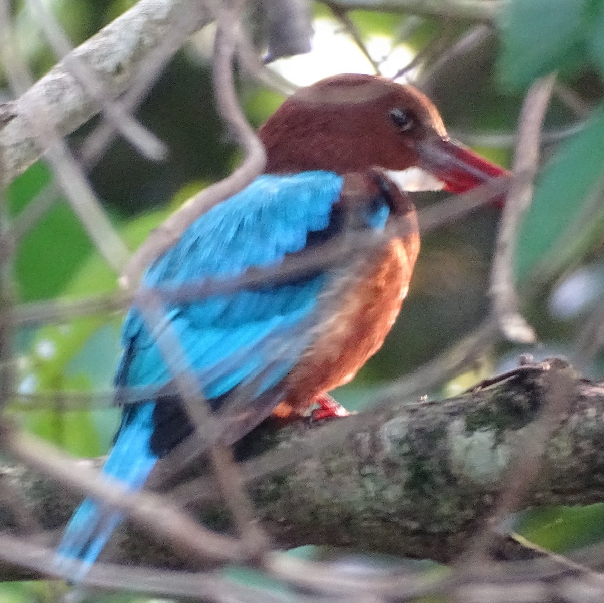 Alción de Esmirna - ML644631818