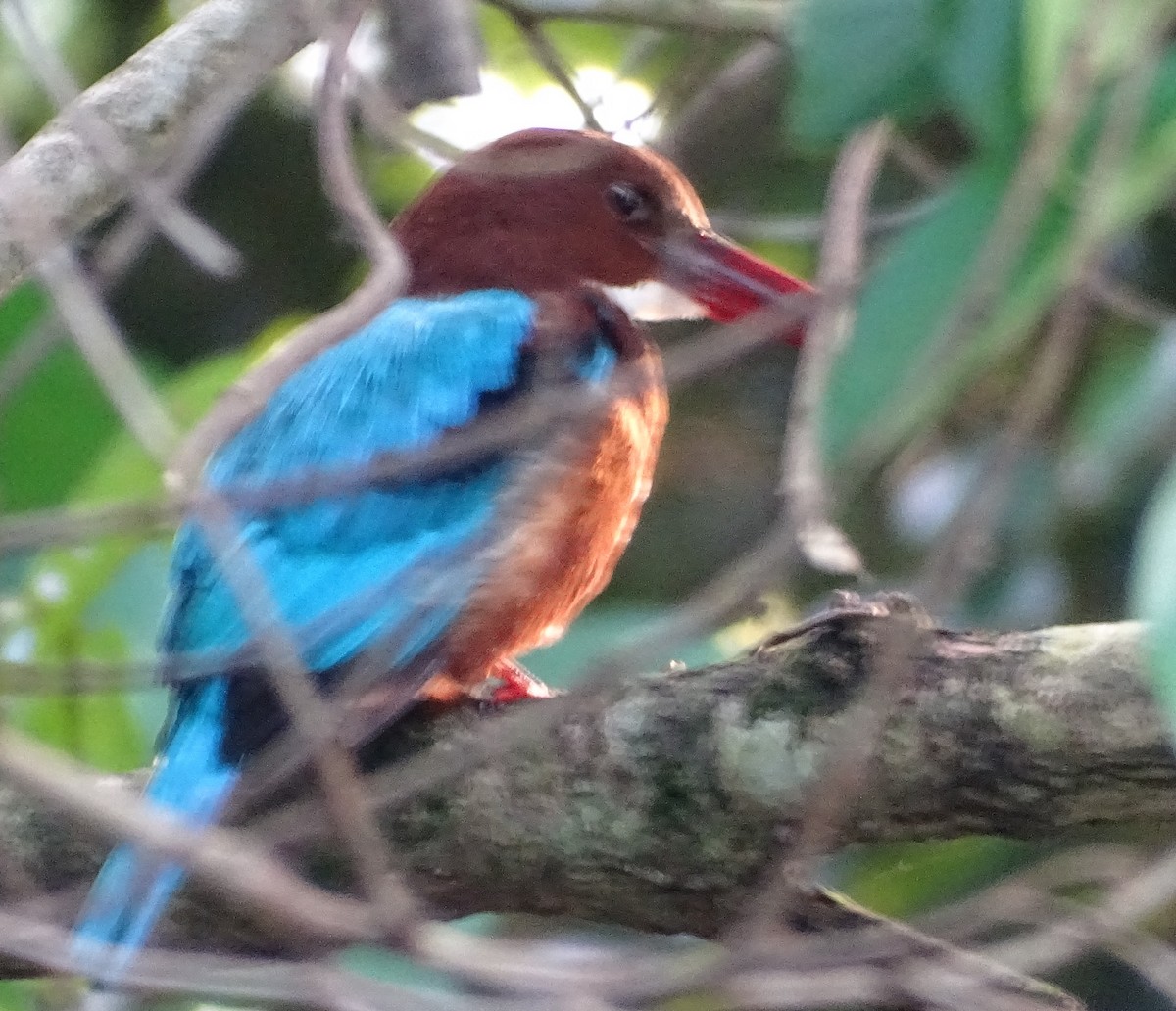 Alción de Esmirna - ML644631819