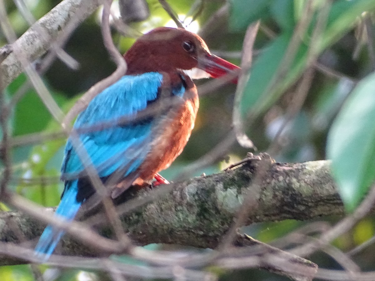 Alción de Esmirna - ML644631820