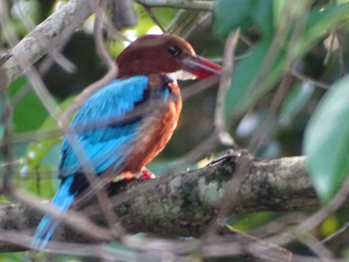 Alción de Esmirna - ML644631821