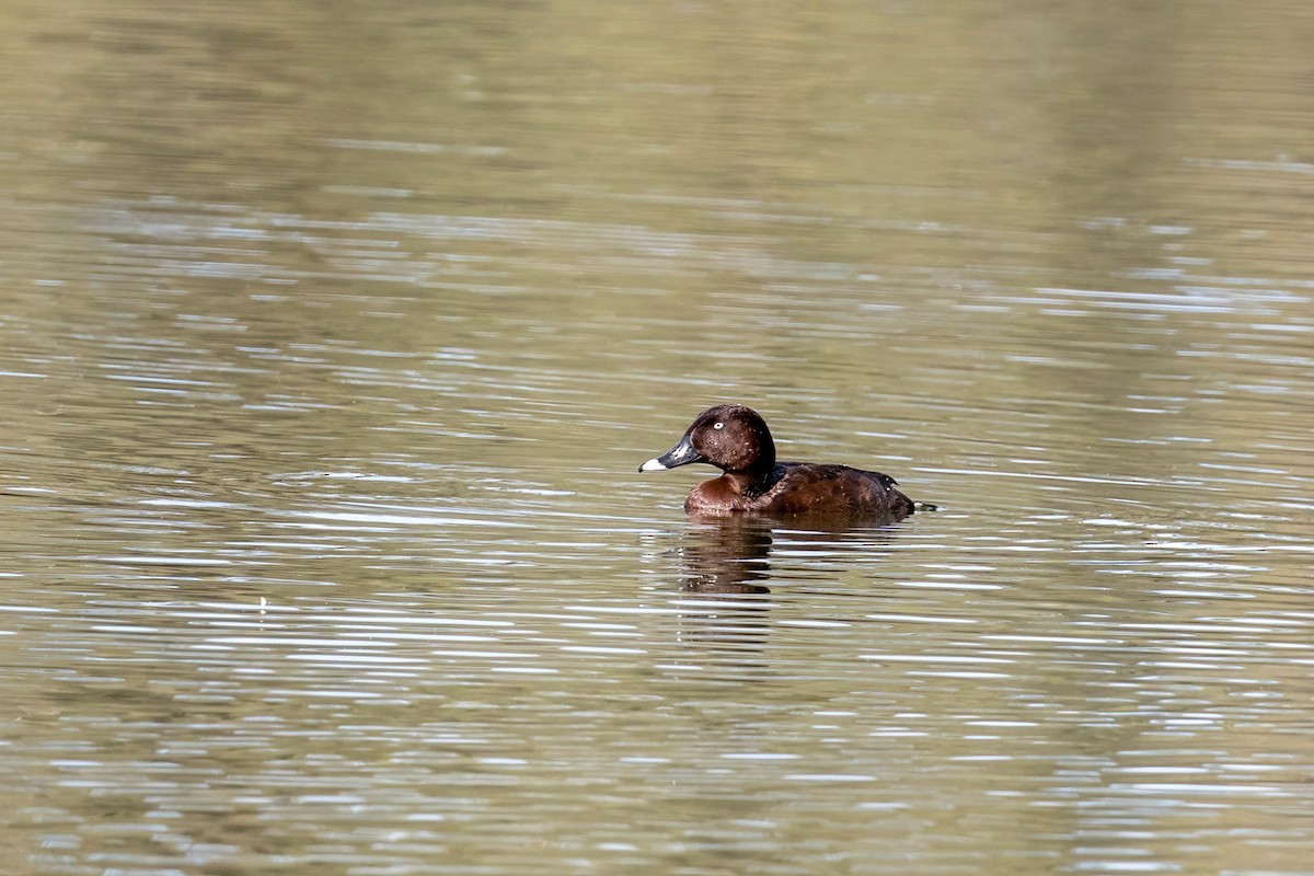 Porrón Australiano - ML644631822