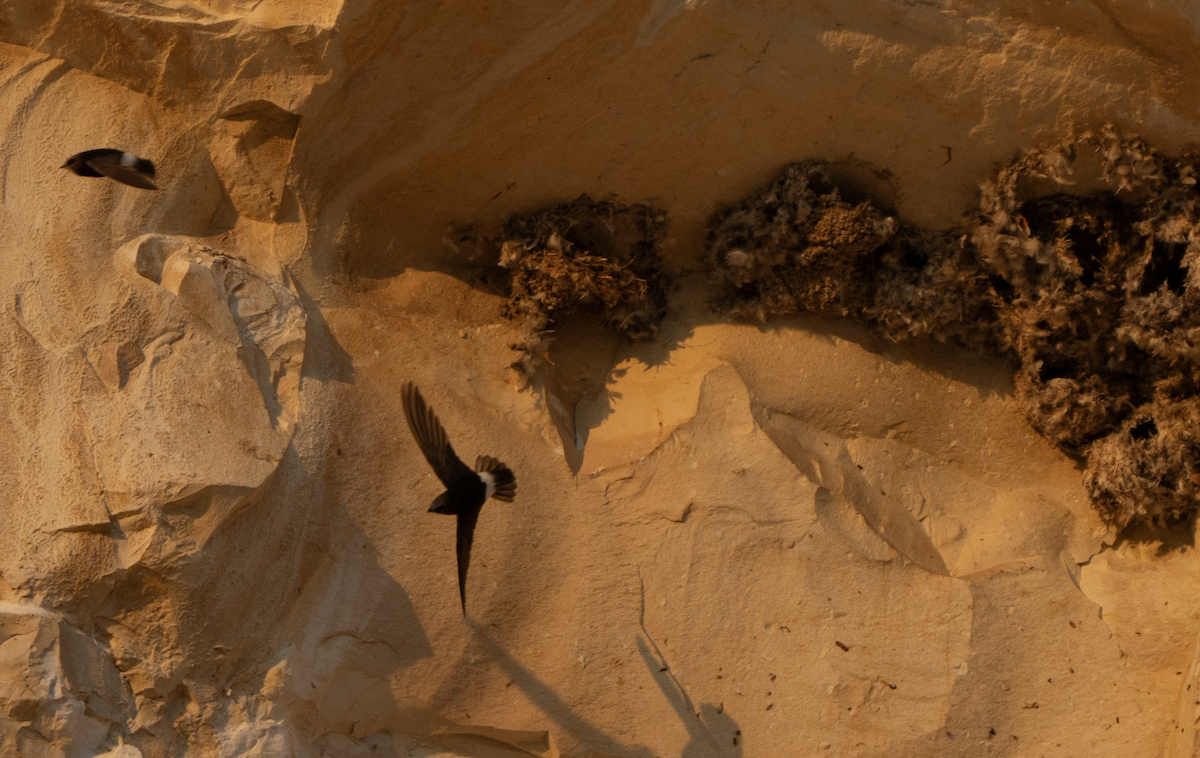 Vencejo Moro - ML644631823