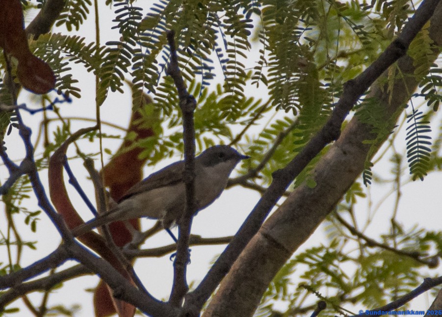 Klappergrasmücke - ML644631826