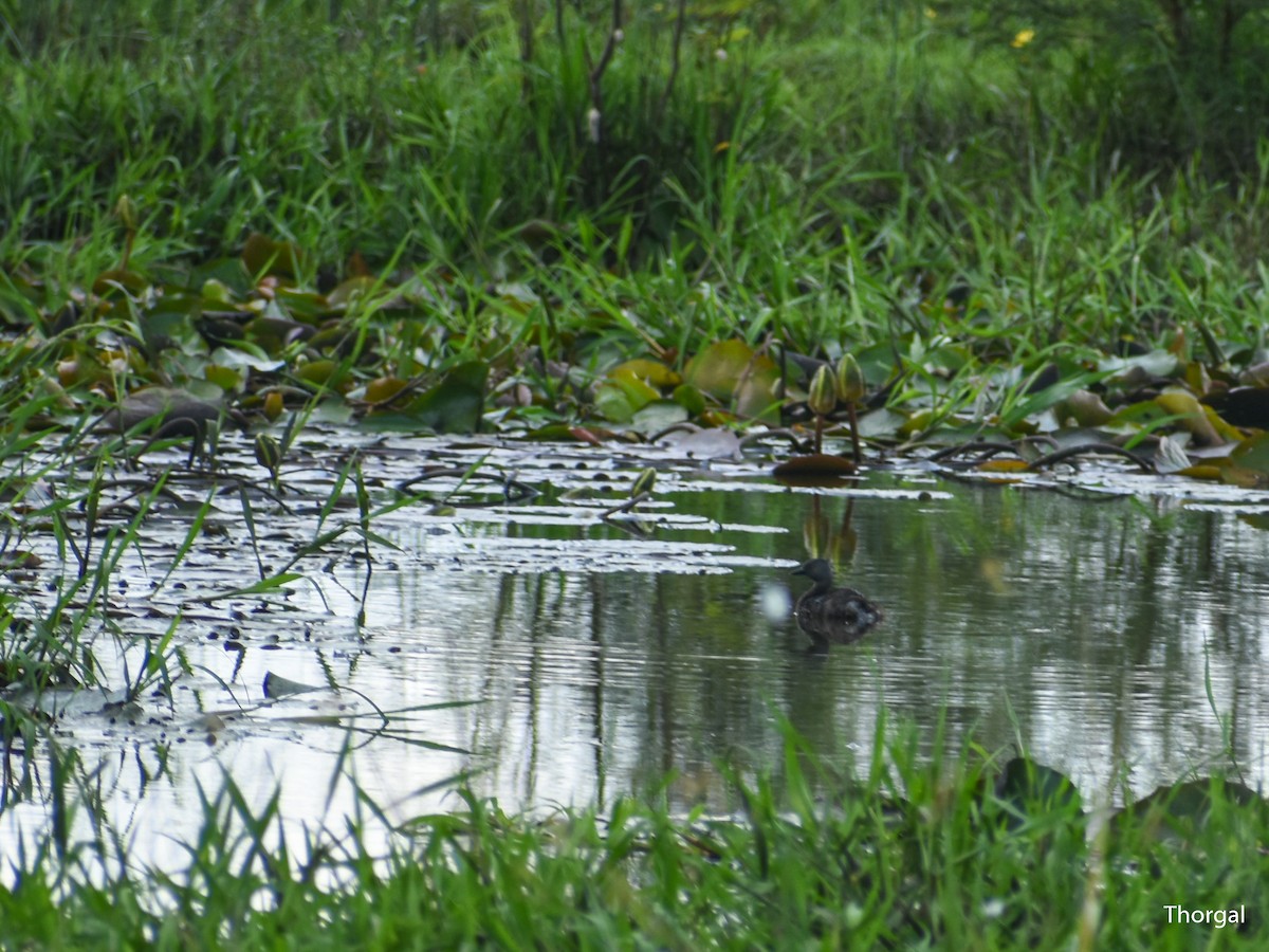 Zampullín Macacito - ML644631827