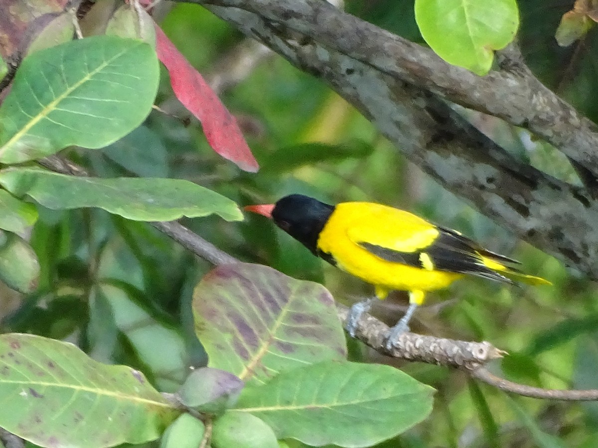 Oropéndola Encapuchada - ML644631828