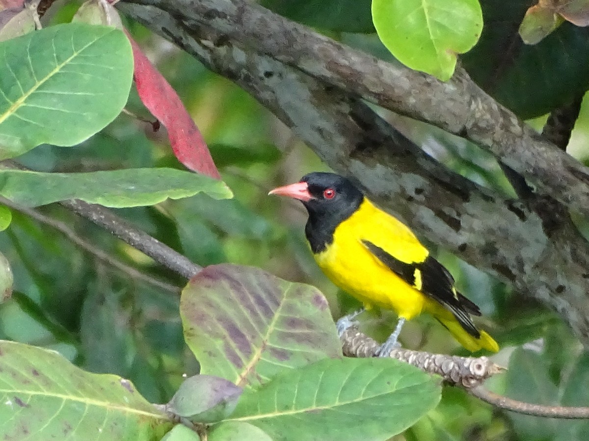 Oropéndola Encapuchada - ML644631829