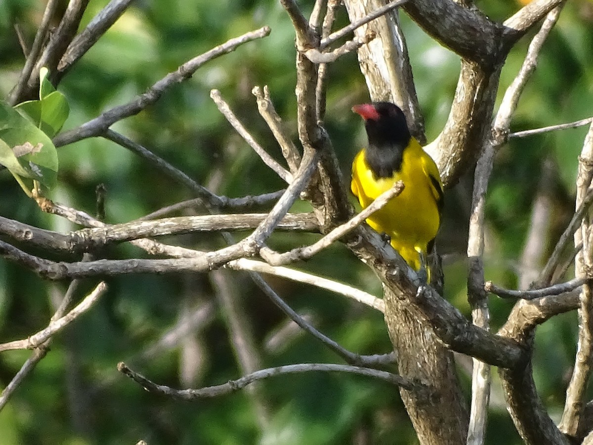 Oropéndola Encapuchada - ML644631830