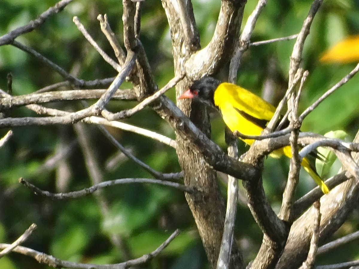 Oropéndola Encapuchada - ML644631831