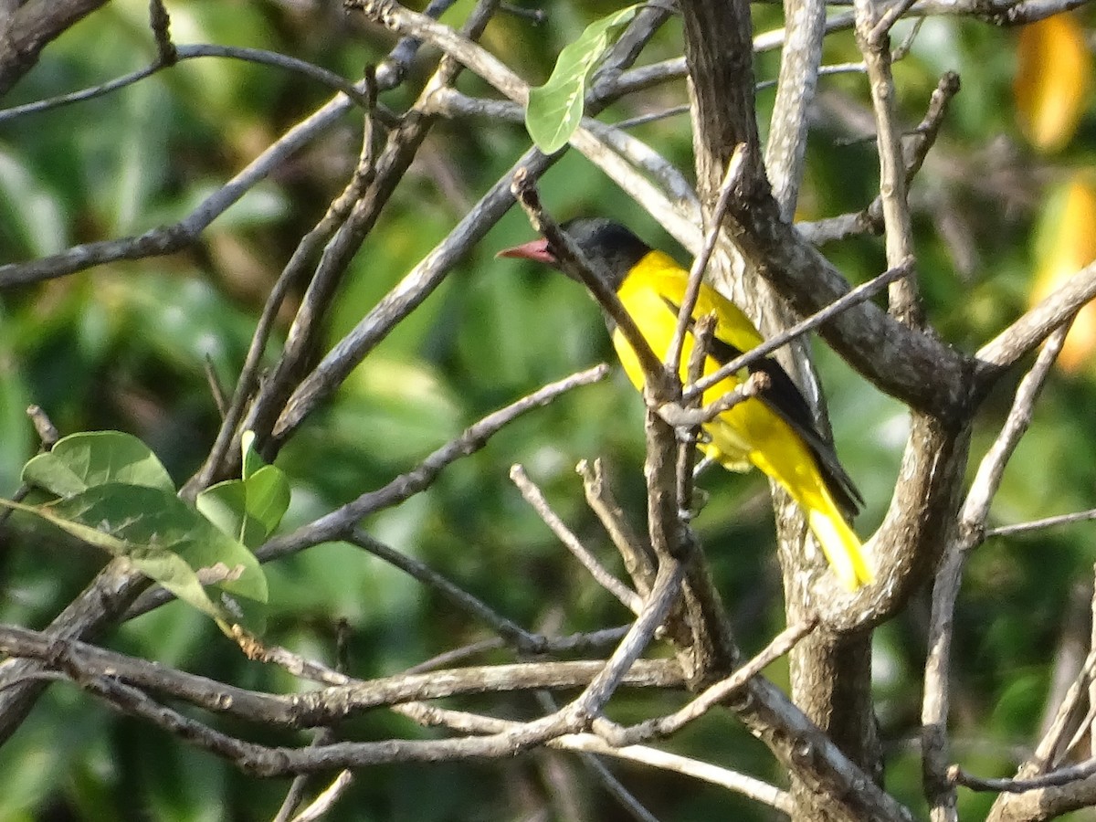 Oropéndola Encapuchada - ML644631832