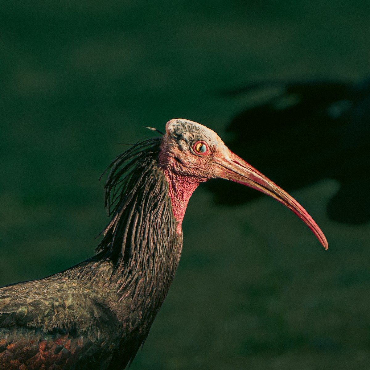 Northern Bald Ibis - ML644631834