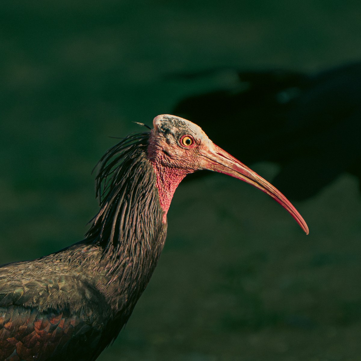 Northern Bald Ibis - ML644631835