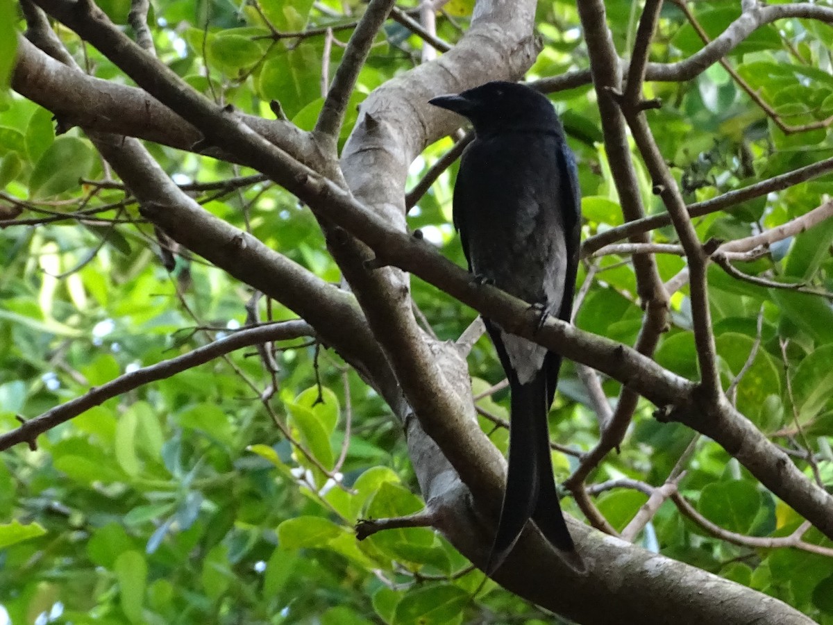 White-bellied Drongo - ML644631836