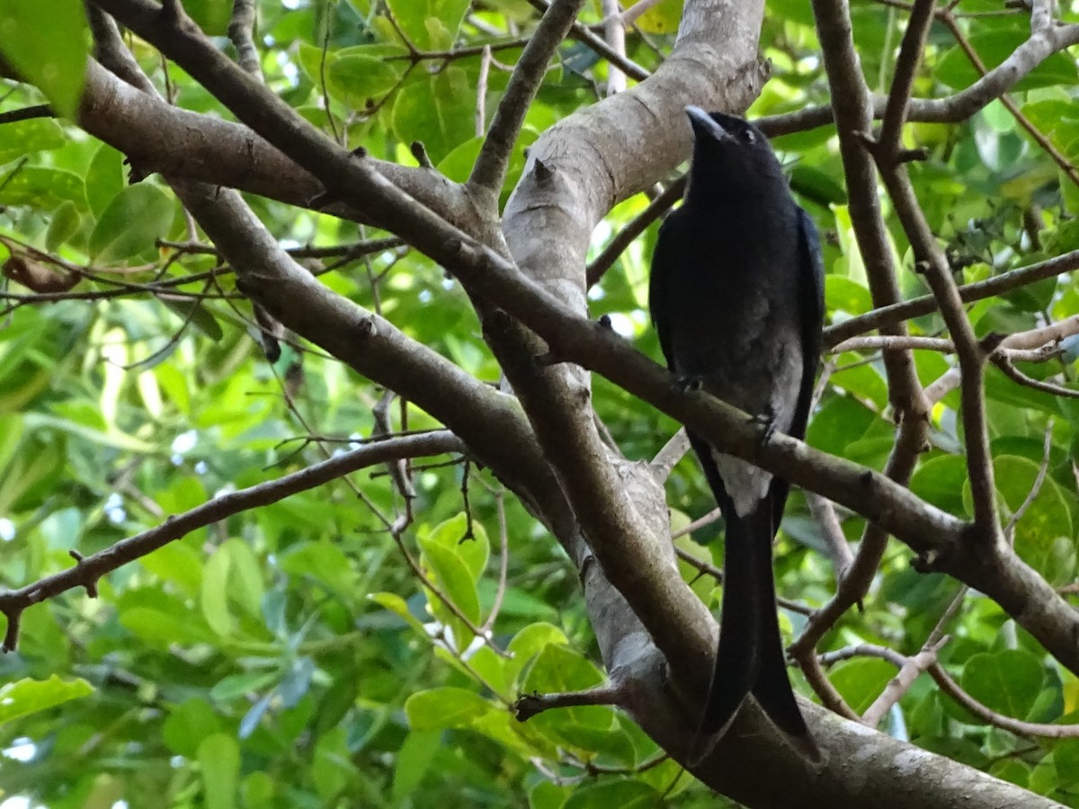 White-bellied Drongo - ML644631837
