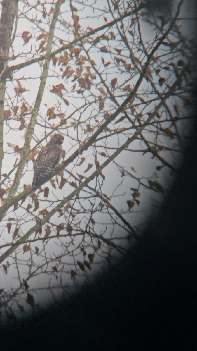 Red-shouldered Hawk - ML644631844