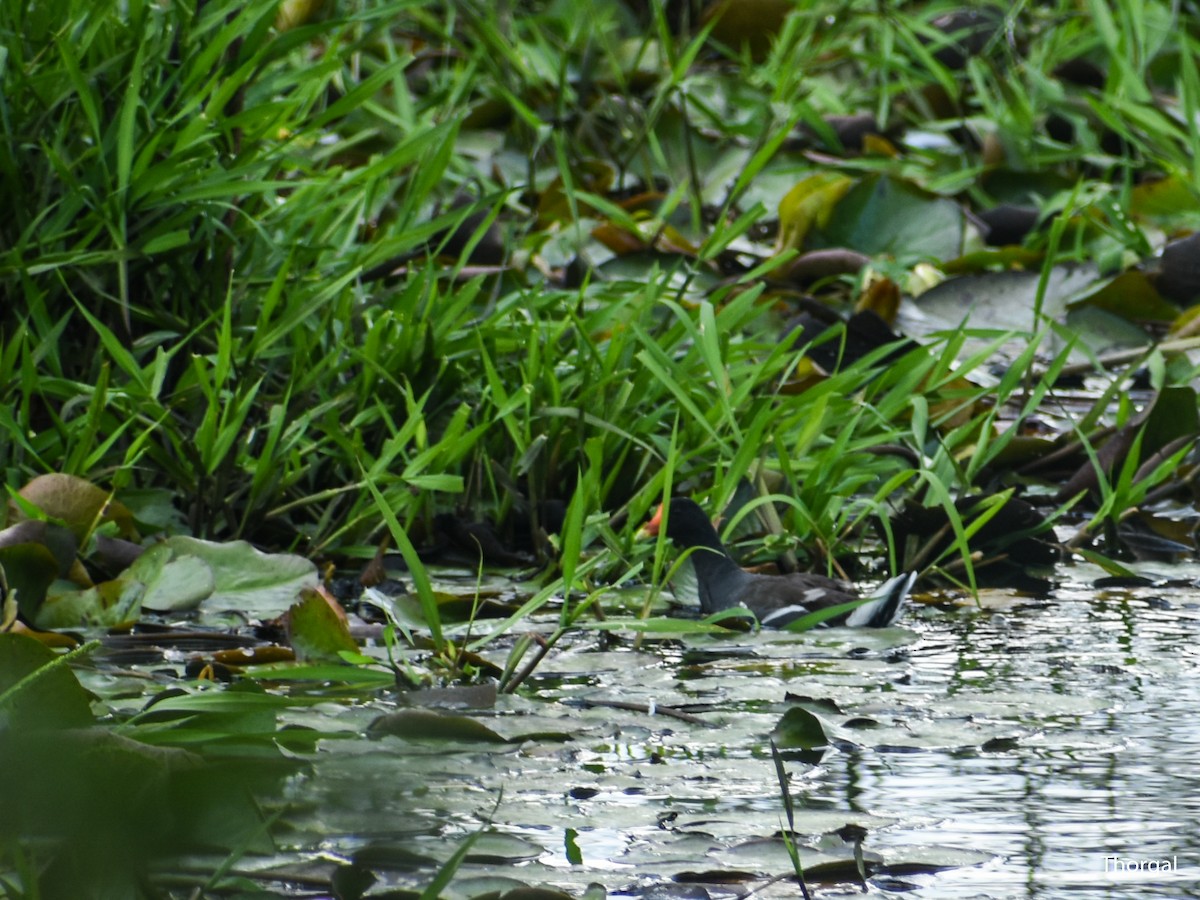 Курочка латиноамериканська - ML644631845