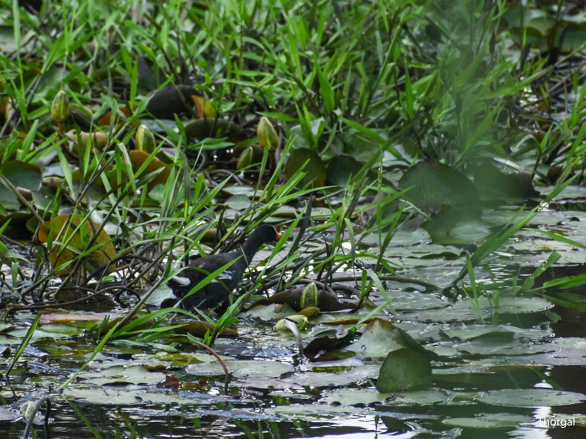 Курочка латиноамериканська - ML644631846