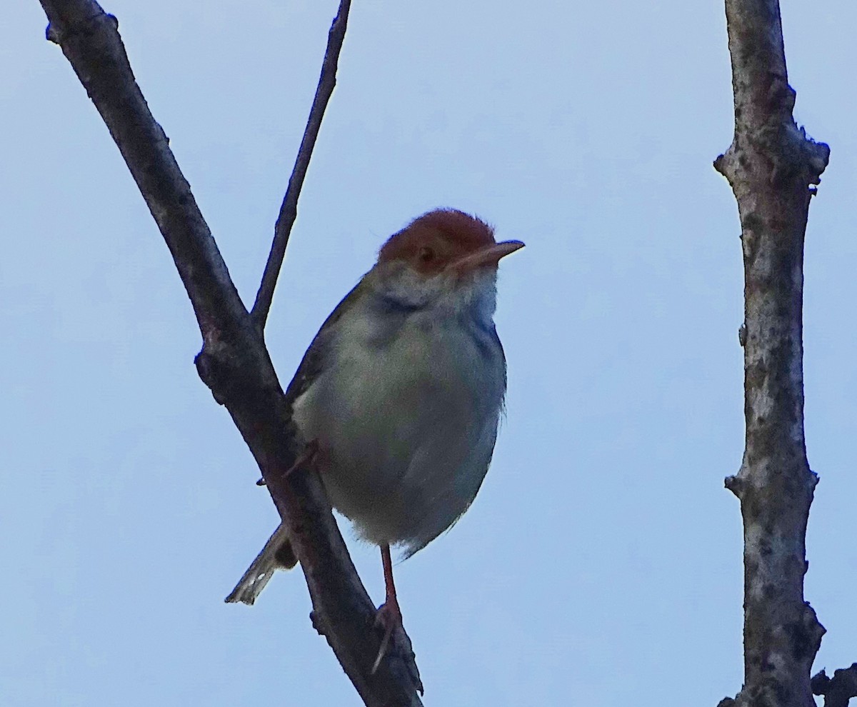 Common Tailorbird - ML644631847
