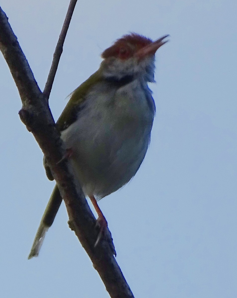 Common Tailorbird - ML644631848