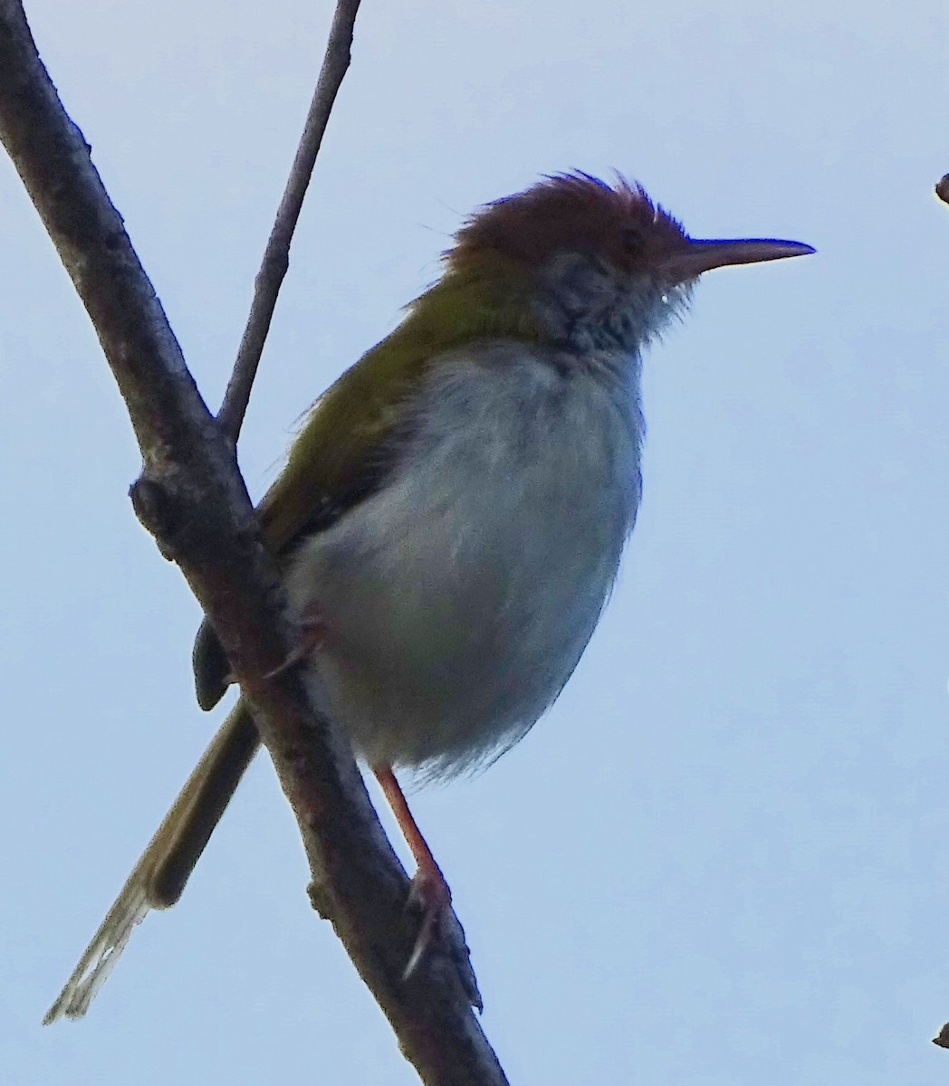 Common Tailorbird - ML644631849