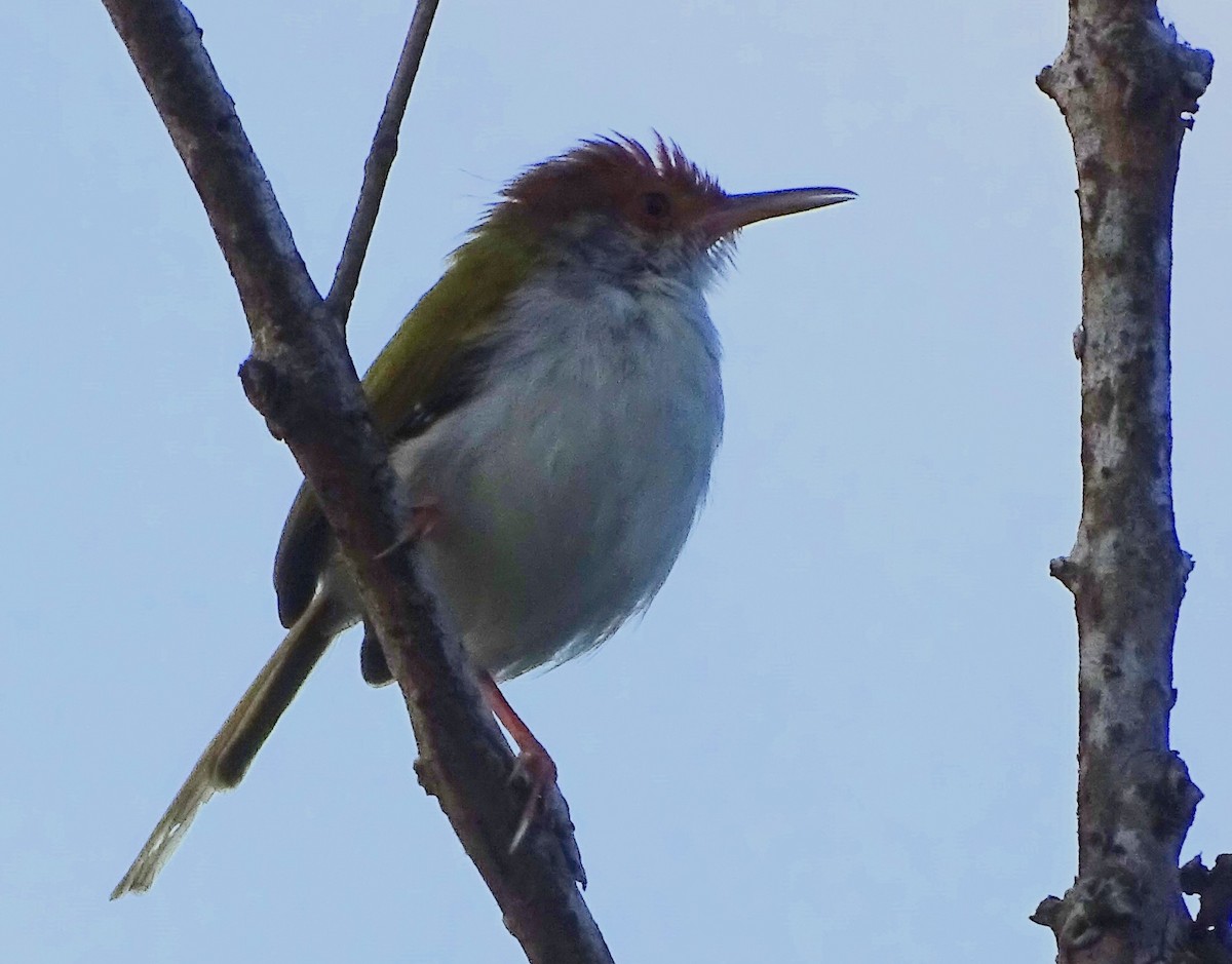 Common Tailorbird - ML644631850