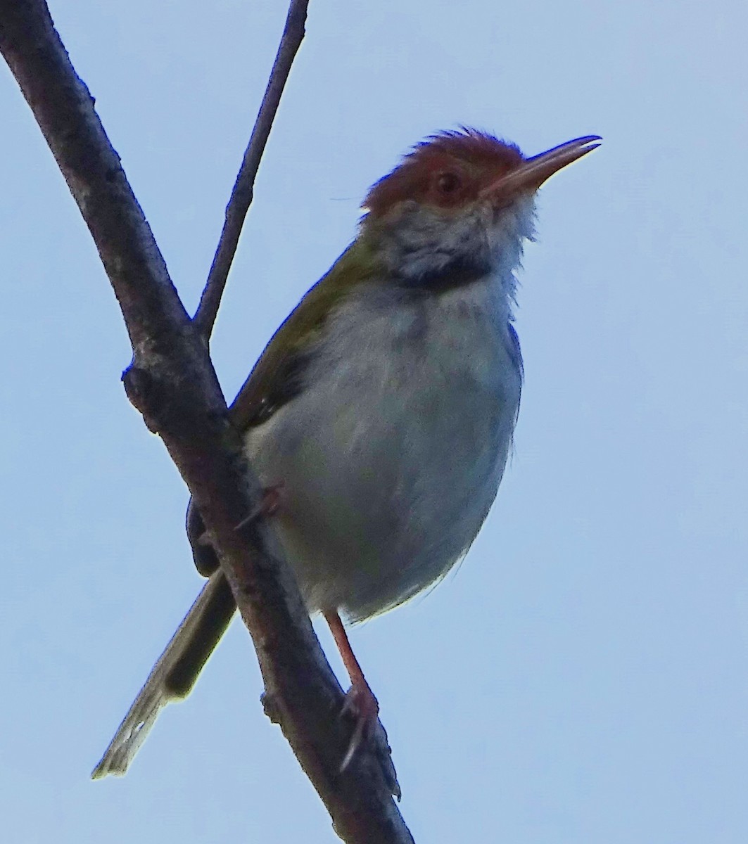 Common Tailorbird - ML644631851