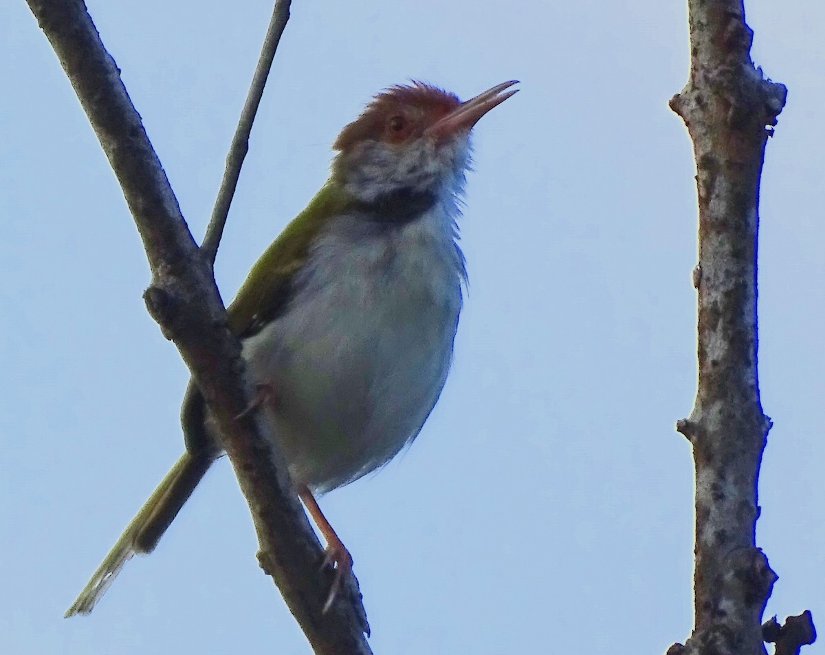 Common Tailorbird - ML644631852