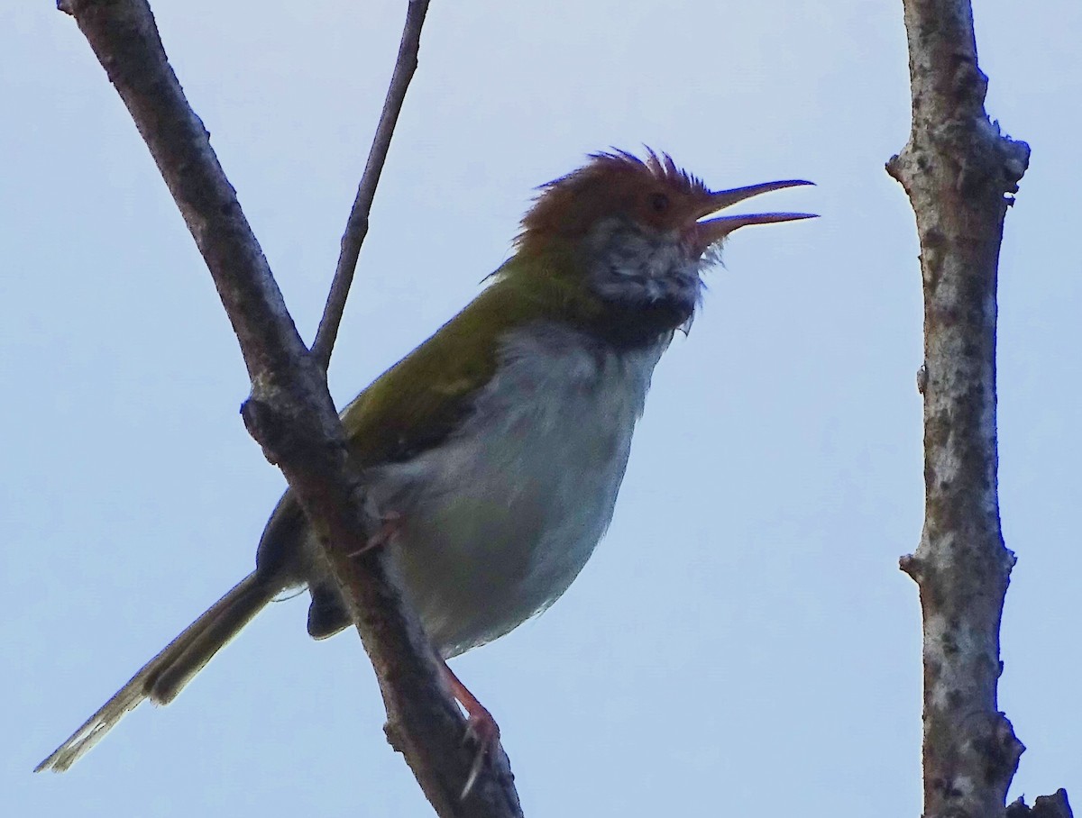 Common Tailorbird - ML644631853
