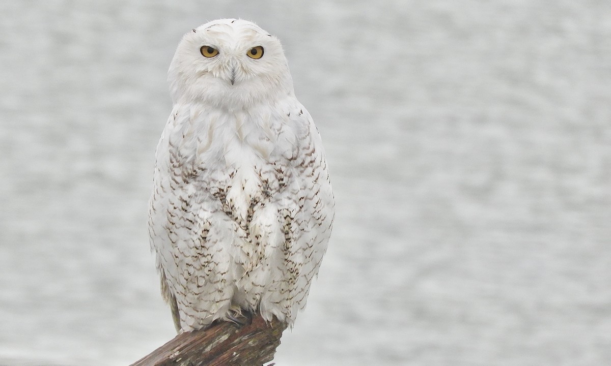 Snowy Owl - ML644631854